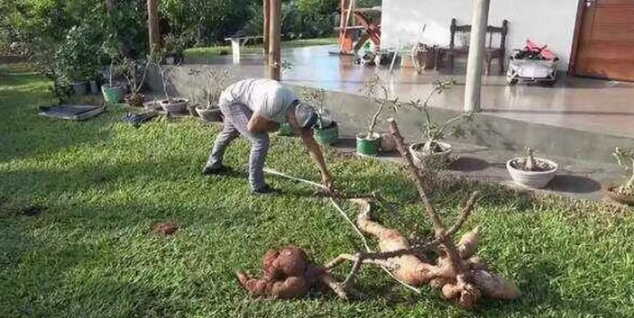 PRODUTOR COLHE MANDIOCA DE QUASE 3 METROS NO PARANÁ