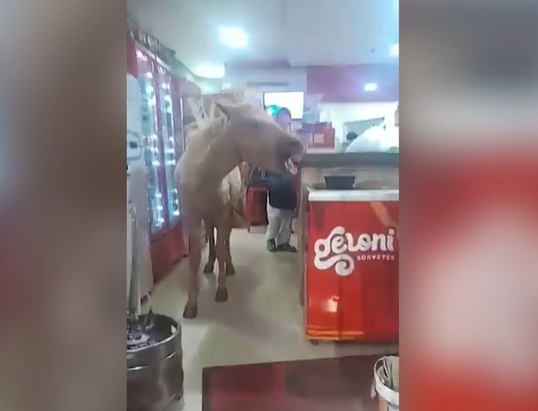 ÊTA, MUNDO MELHOR! CAVALO ENTRA EM PIZZARIA NO PARANÁ E ROUBA A CENA