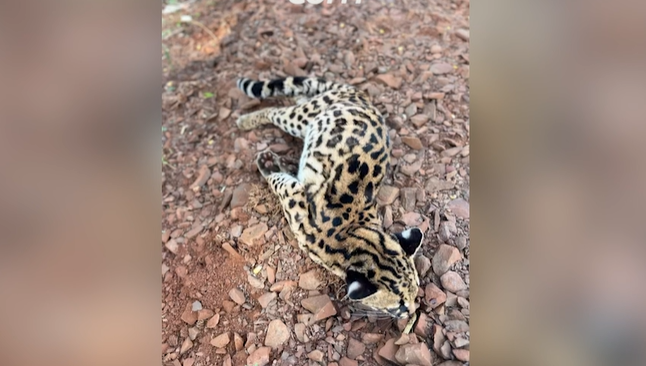 GATO-MARACAJÁ É ENCONTRADO MORTO EM ESTRADA DE TOLEDO