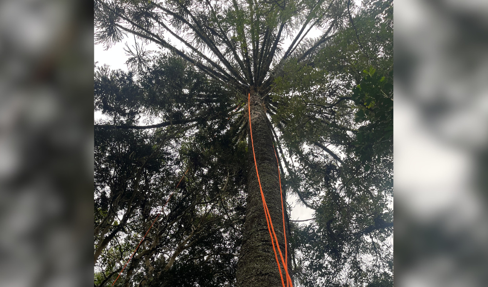 “CASTIGO DA GRALHA-AZUL?” HOMEM FICA PRESO EM PINHEIRO AO TENTAR PEGAR PINHÃO