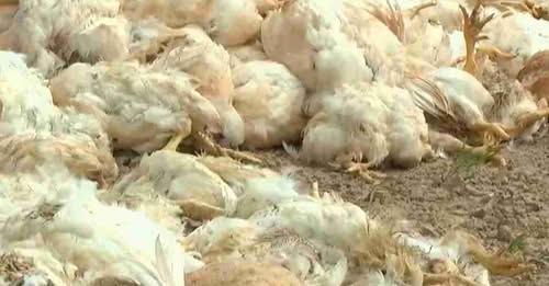 NOVA AURORA GANHA INDÚSTRIA PARA DESTINO CORRETO DE CARCAÇAS DE ANIMAIS NO OESTE DO PARANÁ