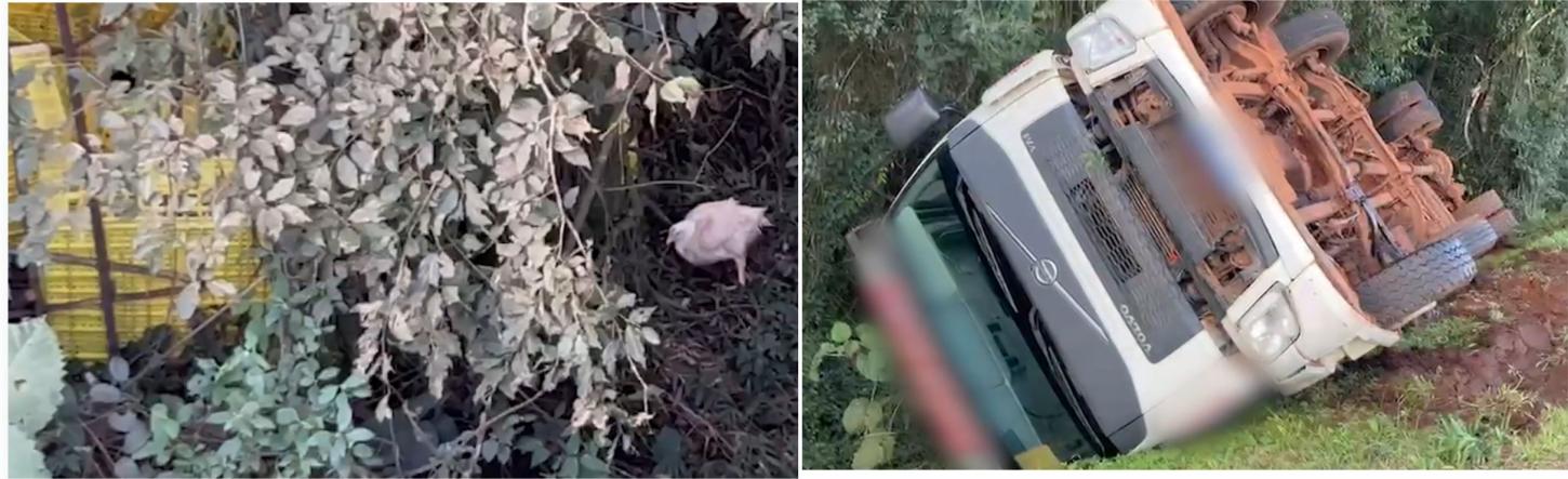 CAMINHÃO TOMBA E CARGA DE FRANGOS FICA ESPALHADA ÀS MARGENS DA BR-277 EM CASCAVEL
