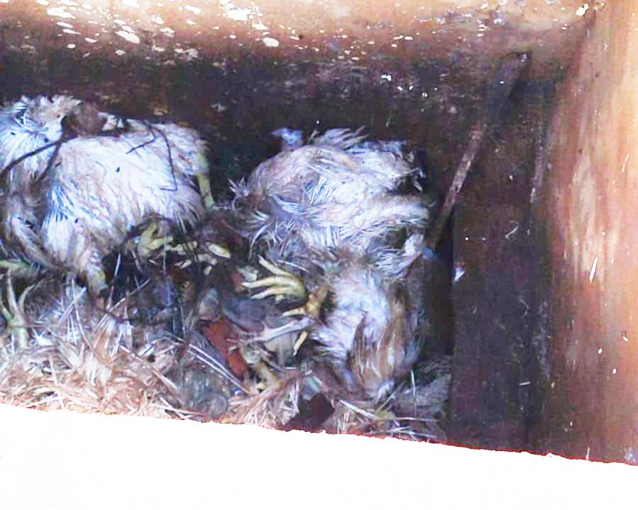 DESCARTE DE ANIMAIS EM LOCAL IRREGULAR PODE DAR MULTA E COLOCAR A SAÚDE DA POPULAÇÃO EM RISCO EM ITAIPULÂNDIA