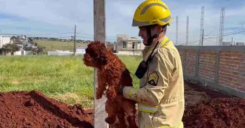 “PURA TERRA”: CACHORRINHA CAI EM BURACO E É RESGATADA PELOS BOMBEIROS