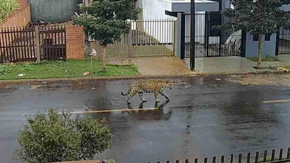 ONÇA-PINTADA É REGISTRADA PRÓXIMA A RESIDÊNCIAS EM FOZ DO IGUAÇU E NÃO INTEGRA GRUPO MONITORADO