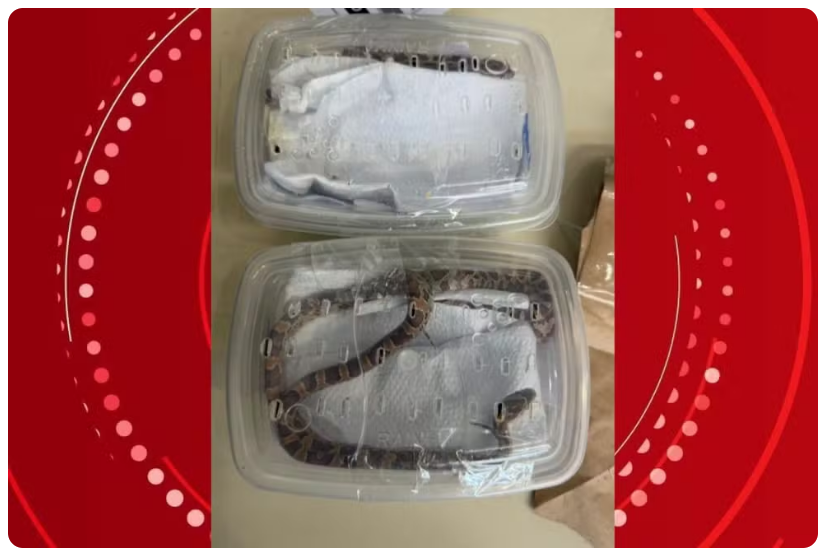 SERPENTES VIVAS SÃO ENCONTRADAS EM ENCOMENDAS DOS CORREIOS NO PARANÁ