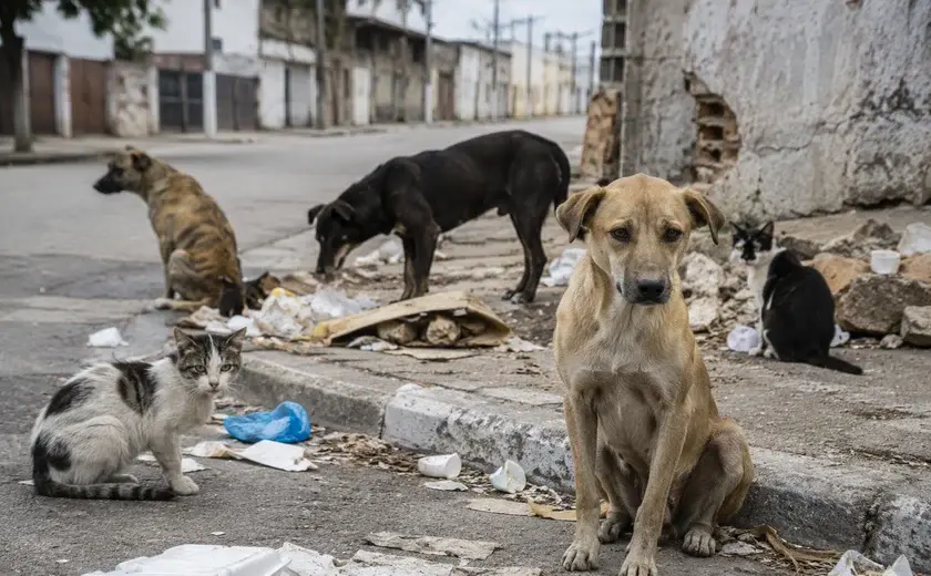 STF: MUNICÍPIO É OBRIGADO A ACOLHER CÃES E GATOS ABANDONADOS E VÍTIMAS DE MAUS-TRATOS