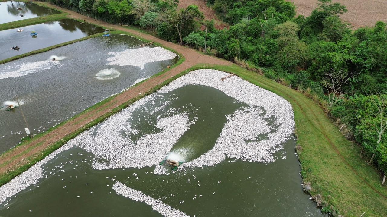  FALTA DE ENERGIA PROVOCA MORTE DE ATÉ 400 MIL PEIXES EM CRIADOURO NO PARANÁ