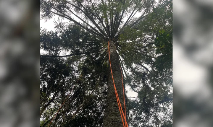 “CASTIGO DA GRALHA-AZUL?” HOMEM FICA PRESO EM PINHEIRO AO TENTAR PEGAR PINHÃO
