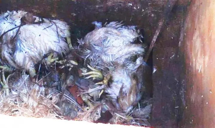 DESCARTE DE ANIMAIS EM LOCAL IRREGULAR PODE DAR MULTA E COLOCAR A SAÚDE DA POPULAÇÃO EM RISCO EM ITAIPULÂNDIA
