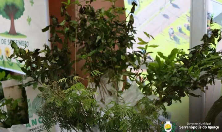 DIA DA ÁRVORE É MARCADO COM DISTRIBUIÇÃO GRATUITA DE MUDAS EM SERRANÓPOLIS DO IGUAÇU