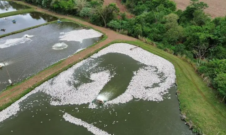  FALTA DE ENERGIA PROVOCA MORTE DE ATÉ 400 MIL PEIXES EM CRIADOURO NO PARANÁ