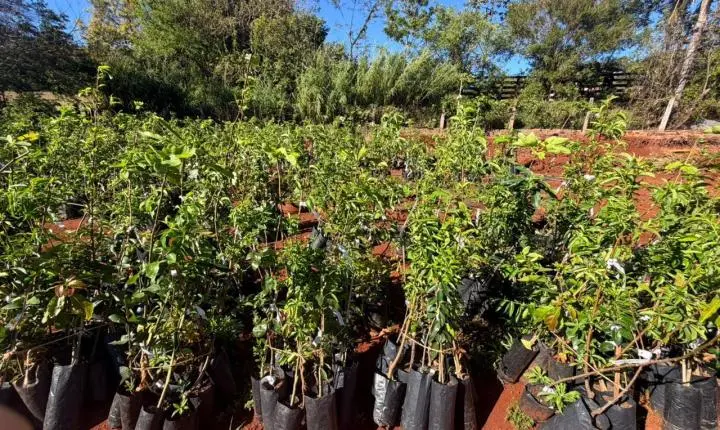 MATELÂNDIA REALIZA ENTREGA DE MUDAS FRUTÍFERAS PELO PROGRAMA POMAR DA FAMÍLIA