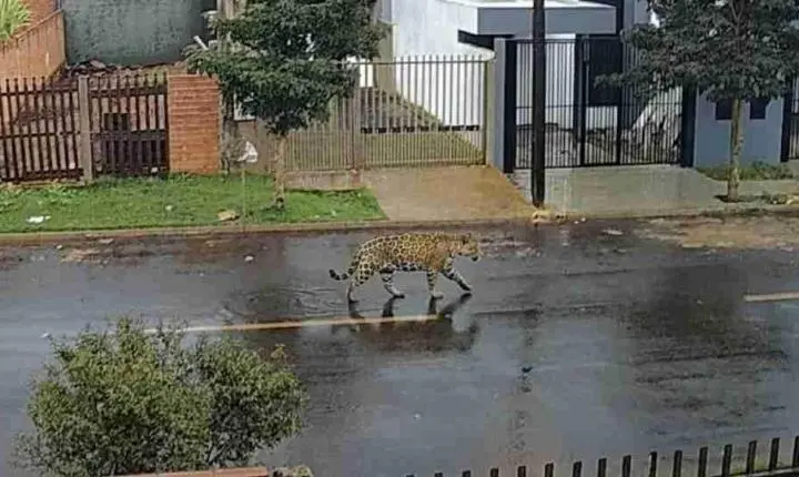 ONÇA-PINTADA É REGISTRADA PRÓXIMA A RESIDÊNCIAS EM FOZ DO IGUAÇU E NÃO INTEGRA GRUPO MONITORADO