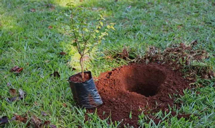 PLANTIO DE MUDAS MARCA COMEMORAÇÃO AO DIA MUNDIAL DO MEIO AMBIENTE EM ITAIPULÂNDIA