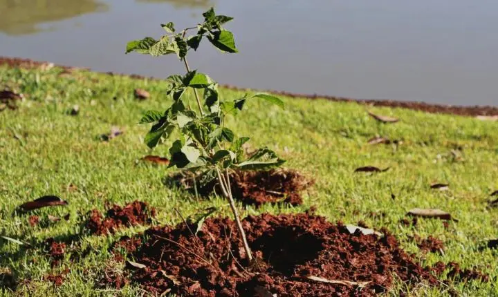 PLANTIO DE MUDAS MARCA COMEMORAÇÃO AO DIA MUNDIAL DO MEIO AMBIENTE EM ITAIPULÂNDIA