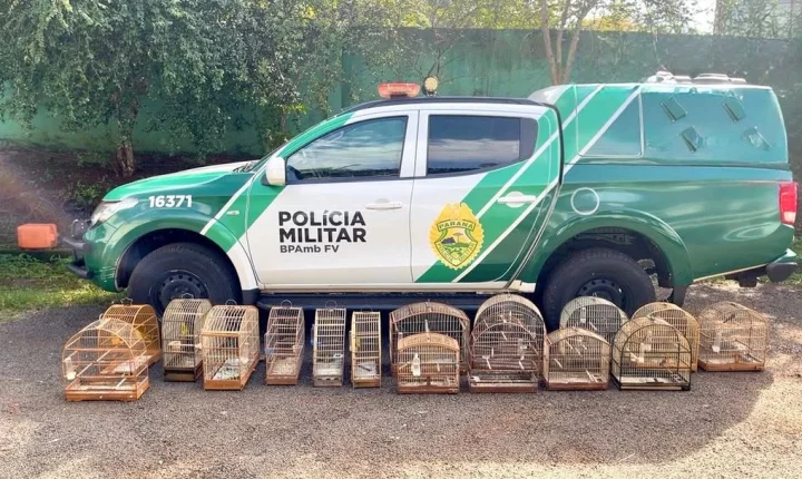 POLÍCIA AMBIENTAL AUTUA HOMEM POR MANTER 16 AVES SILVESTRES EM CATIVEIRO IRREGULAR EM MEDIANEIRA