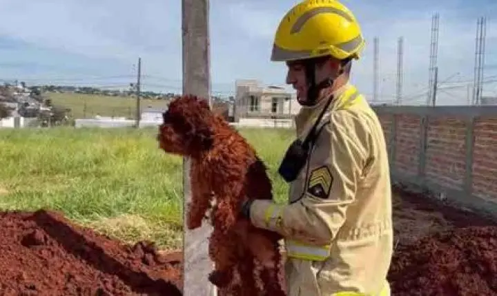 “PURA TERRA”: CACHORRINHA CAI EM BURACO E É RESGATADA PELOS BOMBEIROS