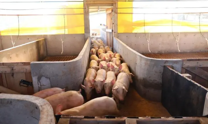 SECRETARIA DE AGRICULTURA DE ITAIPULÂNDIA ACOMPANHA PRIMEIRO ALOJAMENTO DE SUÍNOS PELO PROGRAMA AGROFORTE
