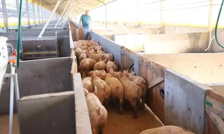 SECRETARIA DE AGRICULTURA DE ITAIPULÂNDIA ACOMPANHA PRIMEIRO ALOJAMENTO DE SUÍNOS PELO PROGRAMA AGROFORTE