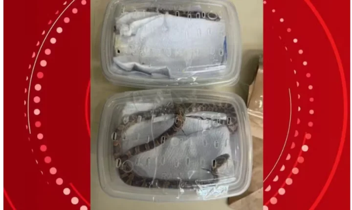 SERPENTES VIVAS SÃO ENCONTRADAS EM ENCOMENDAS DOS CORREIOS NO PARANÁ